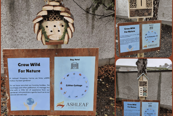 Small Guests, Big Impact: The Ashleaf Checks In New Visitors with Brand New Bug Hotels!