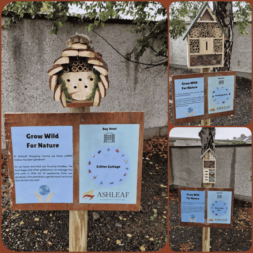 Small Guests, Big Impact: The Ashleaf Checks In New Visitors with Brand New Bug Hotels! Small Guests, Big Impact: The Ashleaf Checks In New Visitors with Brand New Bug Hotels!